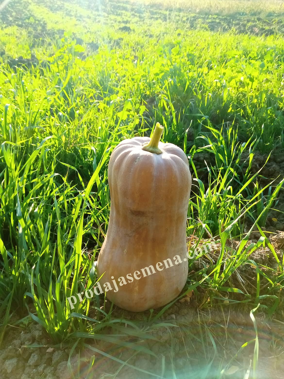 Buternut-Puter tikva