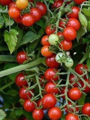 Campari Chery Tomato (biljka obrasla plodovima)