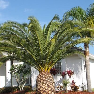 Kanarska Palma Phoenix canariensis (seme)