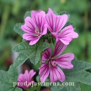 „Crni slez (Malva sylvestris)