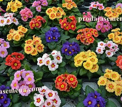 Jagorcevina (primula)