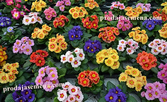 Jagorcevina (primula)