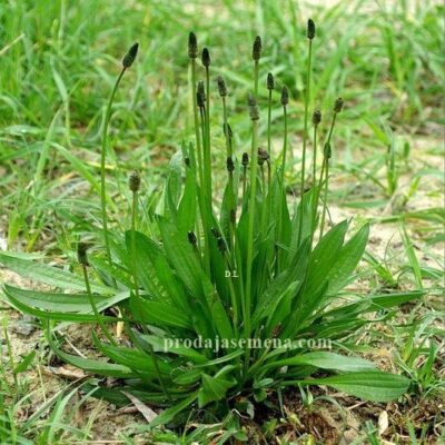 Bokvica uskolisna (Plantago lanceolata)