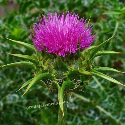 Sikavica/Gujina trava (Silybum marianum)