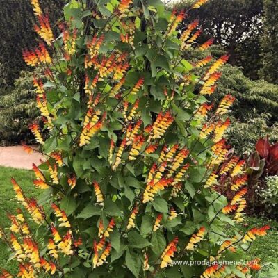 Ipomoea lobata „Jungle Queen“