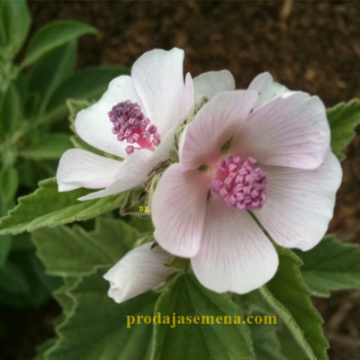 Beli slez (Althaea officinalis)