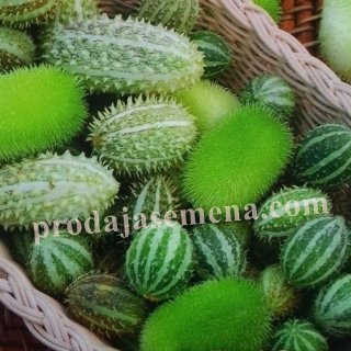 Dekorativni Krastavac Mix