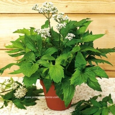Odoljen (Valeriana officinalis L.)