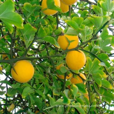 Sibirski limun (Poncirus trifoliata) 5 sem