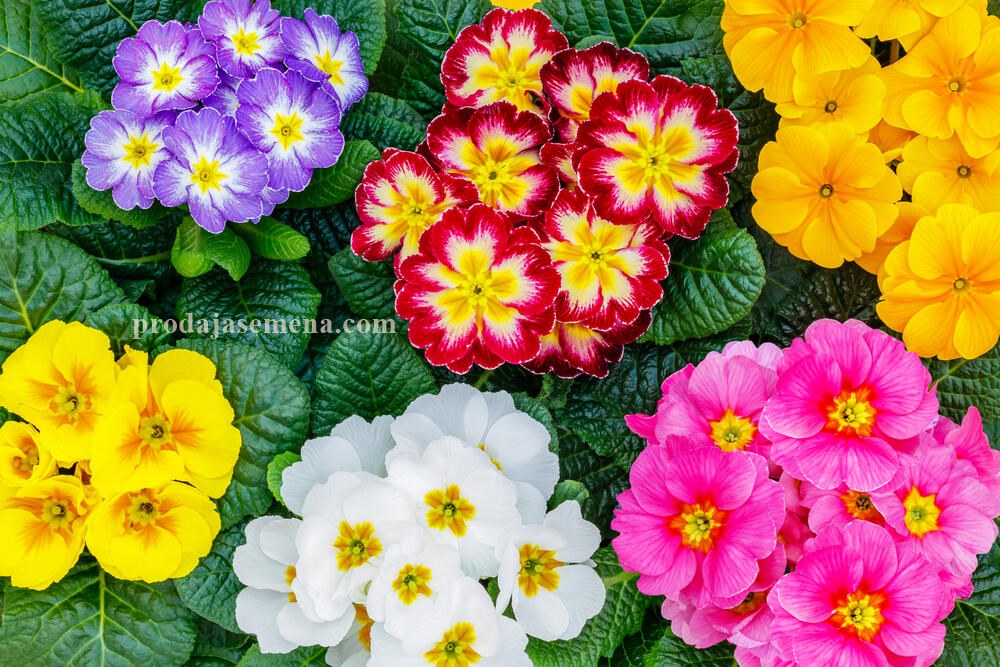 Jagorcevina (primula)