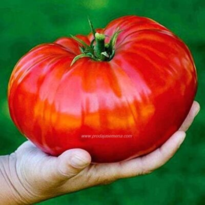 Tomatele Gigant “Rosu de Gradina Veoma ukusan 1-1.5kg plod