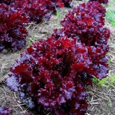Bordo Salata (Lolo tip salate)