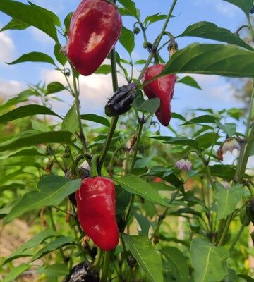 Shishito Peppers (blago ljuta+)