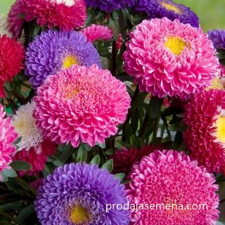 Lepa Kata Princes Mix