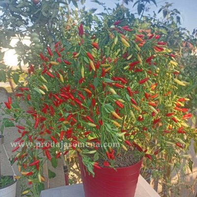 Mini Chili Boomb