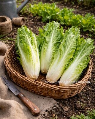 Radic beli (Cichorium intybus)