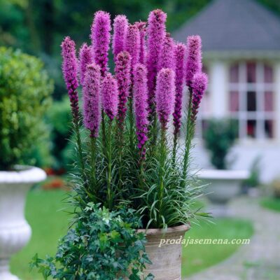 Liatris Ruzičasti & Ljubicasti