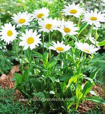 Margareta Gigante Leucantemo