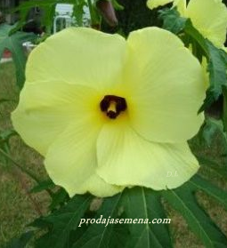 Mocvarni Hibiskus Zuti