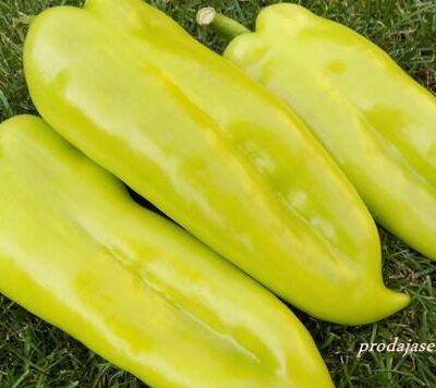 Paprika Merak (rana, stara sorta, 10 sem)
