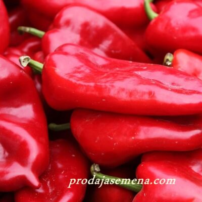 Domaća crvena paprika ajvarusa