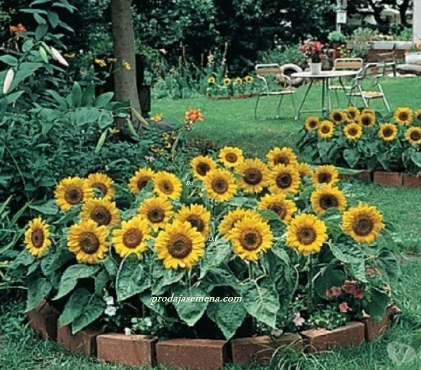 Mini Ukrasni Suncokret -Dekorativna biljka 40-60cm visine