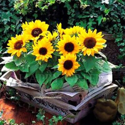 Mini Ukrasni Suncokret -Dekorativna biljka 40-60cm visine