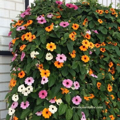 Crnooka Suzana Mix Thunbergia alata mix boja