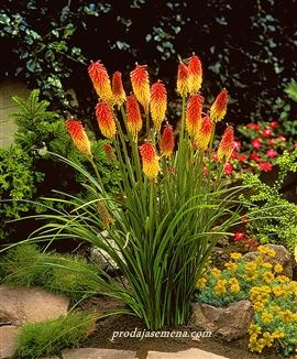 Tritoma-Red Hot Poker
