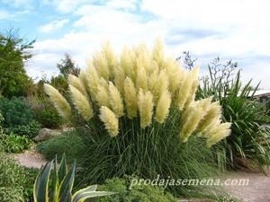 Seme, Pampas trava Grass Bela (Cortaderia seloana)