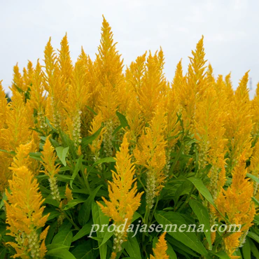 Petlova Kresta zuta(celosia yellow 100+ sem)