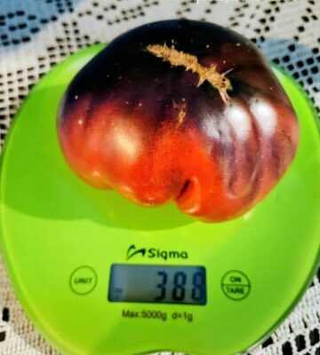 Tomato Black
