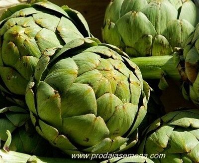Zelena Artičoka (Cynara cardunculus var. scolymus, 10 semena) Višegodišnje povrce