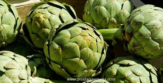Zelena Artičoka (Cynara cardunculus var. scolymus, 10 semena) Višegodišnje povrce