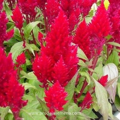 Petlova Kresta crvena (celosia red 100+ sem)