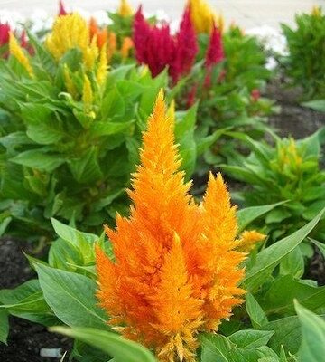 Petlova Kresta zuta(celosia yellow 100+ sem)