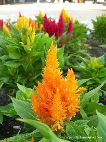 Petlova Kresta zuta(celosia yellow 100+ sem)