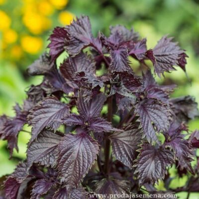 Crvena Perilla Shiso (Perilla frutescens)