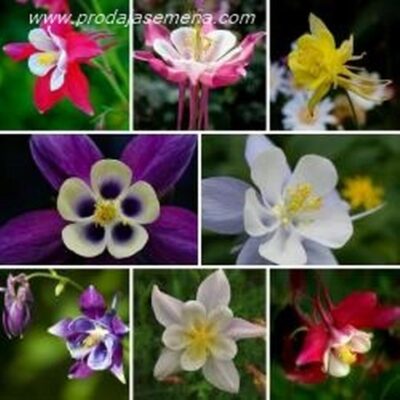 Mckana Hybrids Columbine Mix