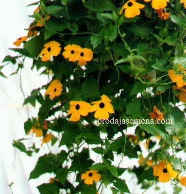 Crnooka Suzana Thunbergia Alata Orange Yellow
