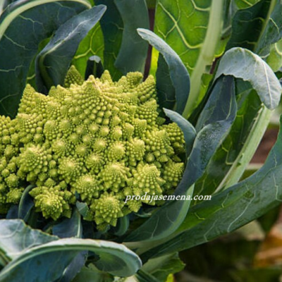 Karfiol Romanesco