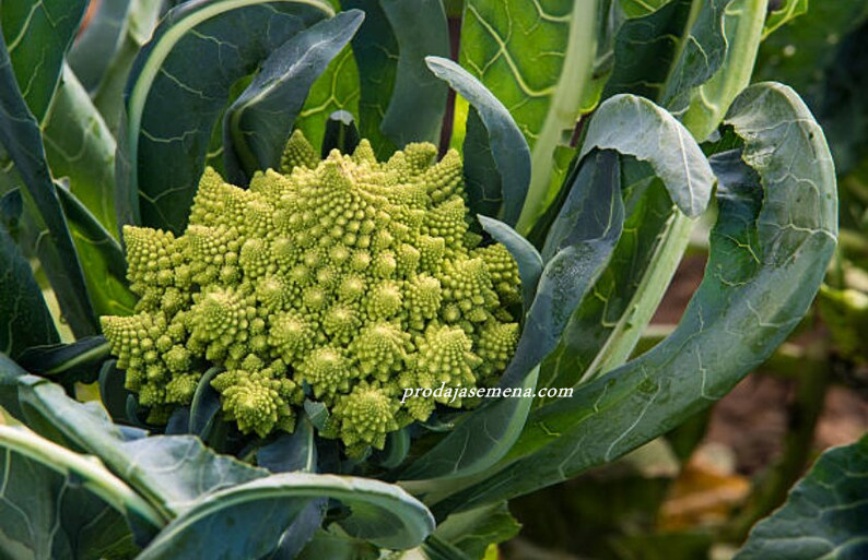 Karfiol Romanesco