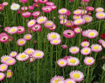 Acroclinium Multicolor