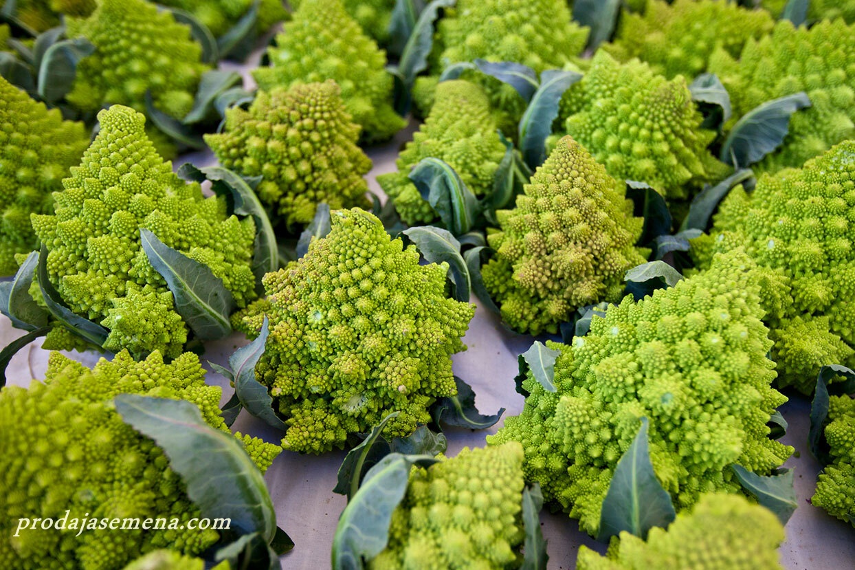 Karfiol Romanesco