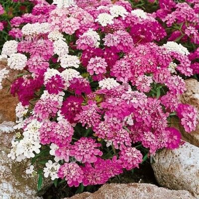 Iberis Mix (candytuft)