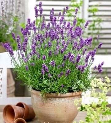 Lavanda