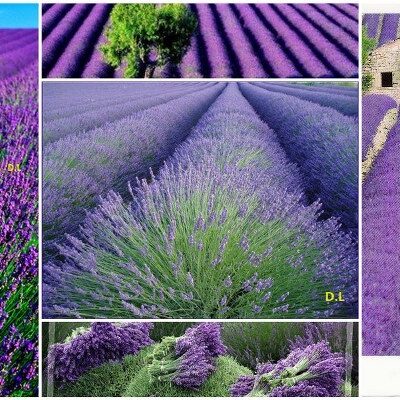 Lavanda