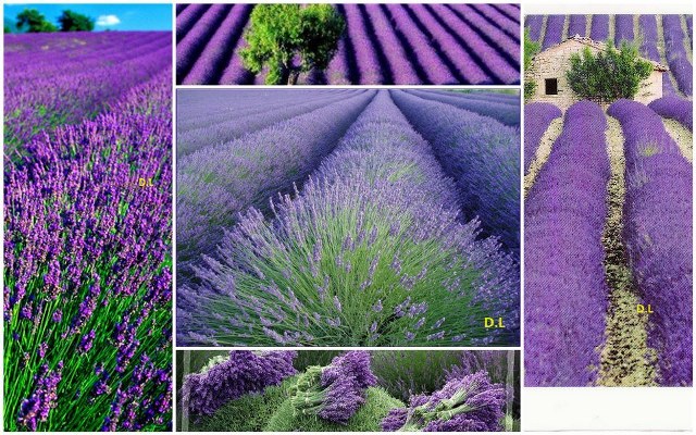 Lavanda