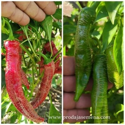Vezenka Domaća Paprika (stara ljuta sorta)