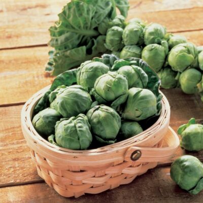 Seme Prokulice Brassica oleracea var. gemmifera